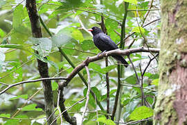 Black Oriole