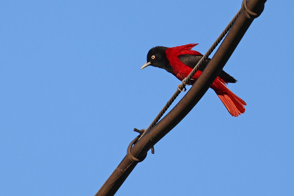 Maroon Oriole male adult