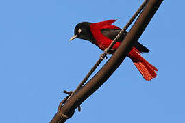 Maroon Oriole