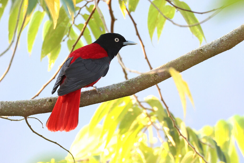 Maroon Oriole male adult