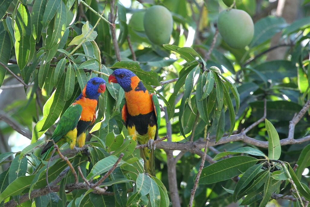 Red-collared Lorikeetadult breeding