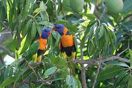 Red-collared Lorikeet