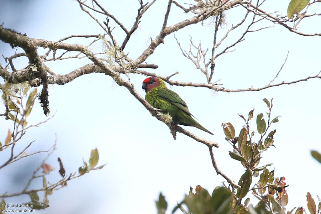 Goldie's Lorikeetadult, identification