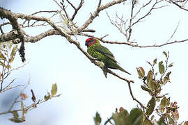 Goldie's Lorikeet