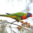 Loriquet de Swainson