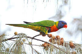 Rainbow Lorikeet