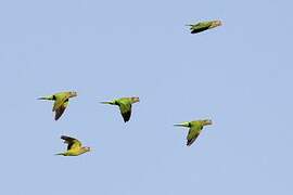 Varied Lorikeet