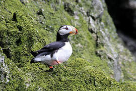 Horned Puffin