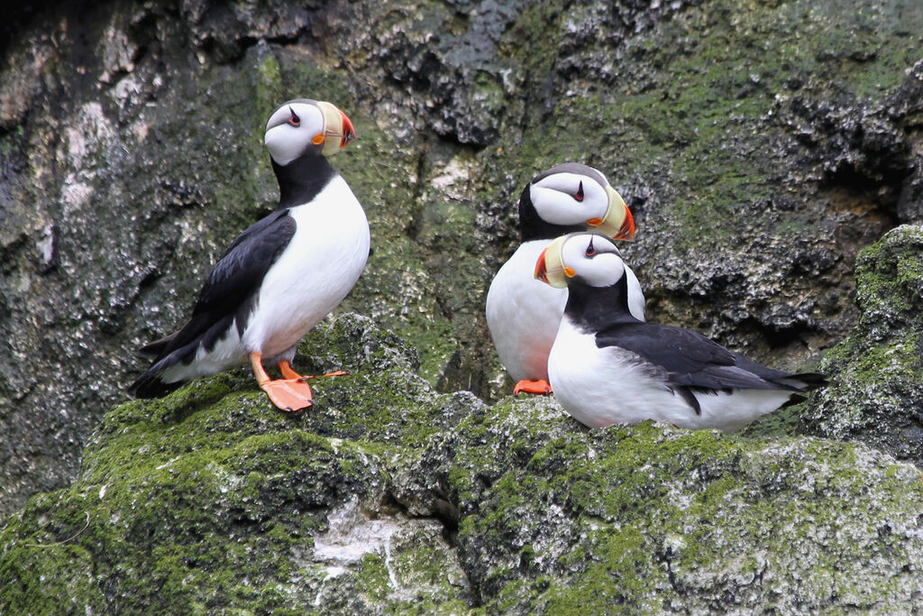 Horned Puffinadult breeding