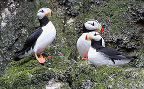 Horned Puffin