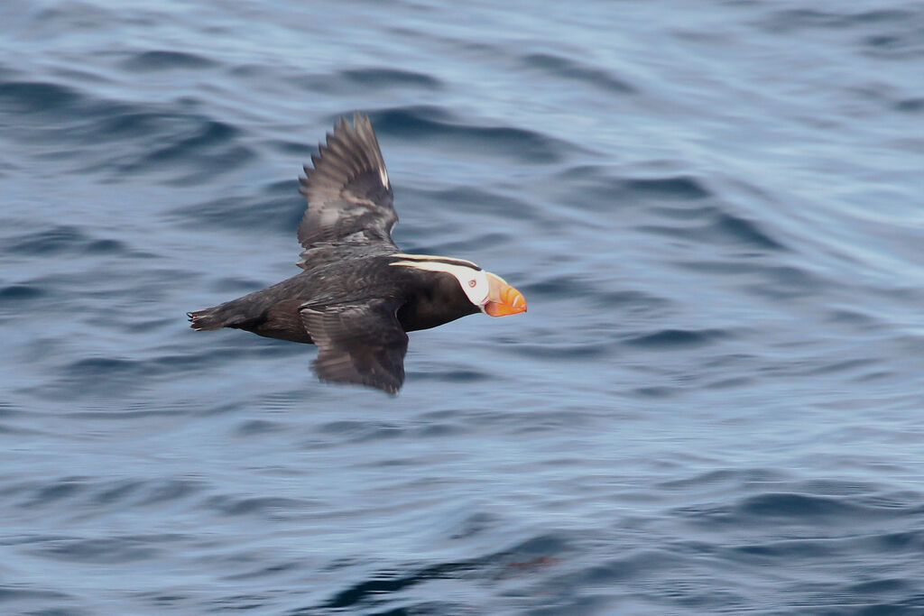 Tufted Puffinadult breeding, identification