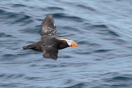 Tufted Puffin