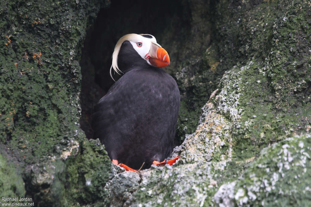 Macareux huppéadulte nuptial, habitat, pigmentation