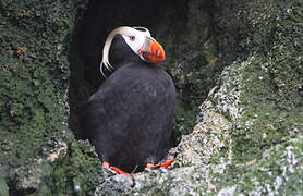 Tufted Puffin