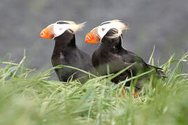 Tufted Puffin