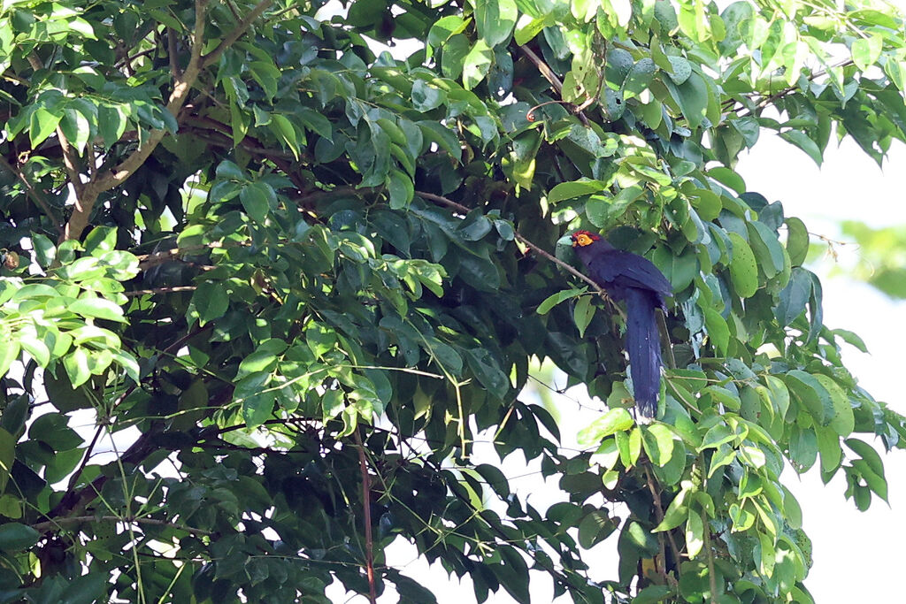 Rough-crested Malkoha