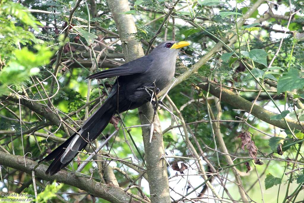 Green Malkohaadult, identification