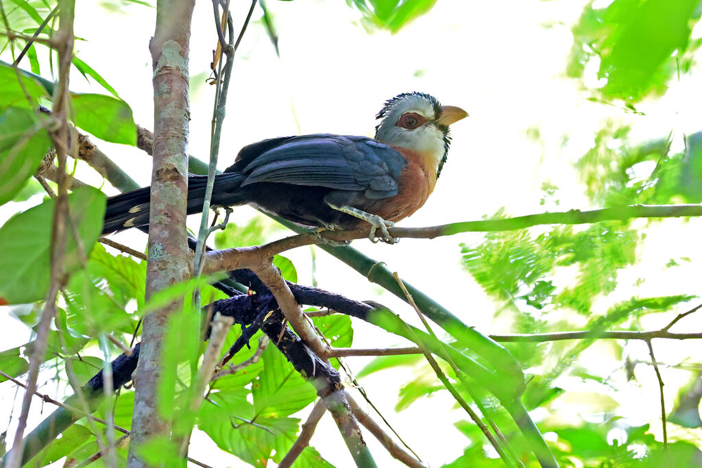 Scale-feathered Malkohaadult
