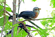 Malcoha frisé