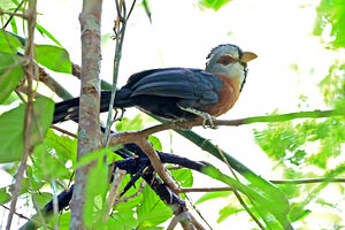 Malcoha frisé