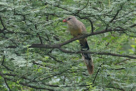 Sirkeer Malkoha