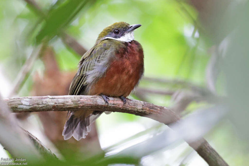 Manakin à bandeau jaune mâle adulte