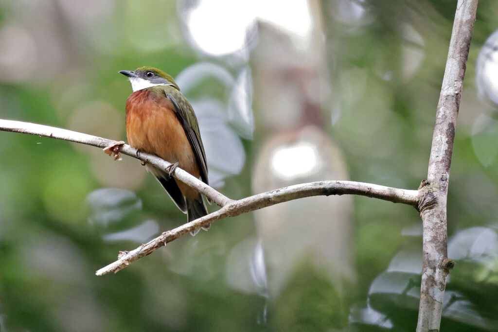 Manakin à bandeau jaune mâle adulte