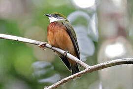 Yellow-crested Manakin