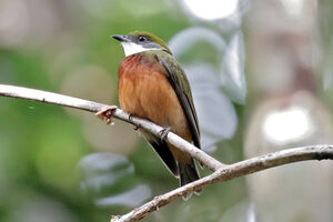 Manakin à bandeau jaune