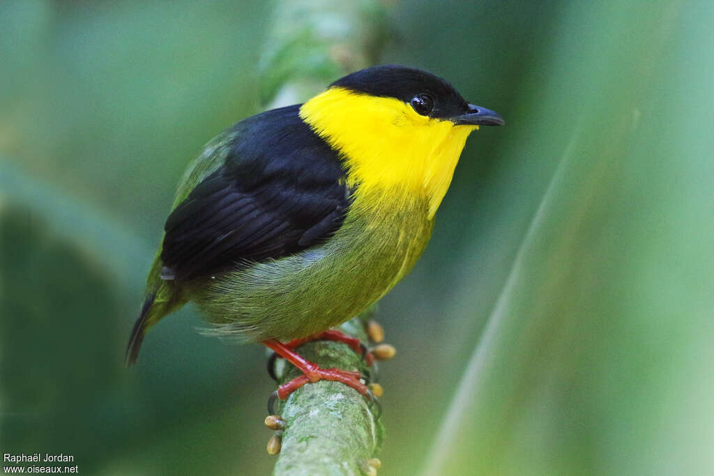 Golden-collared Manakin male adult breeding, identification