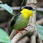 Manakin à col d'or