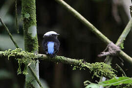 Manakin à dos bleu