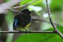 White-fronted Manakin