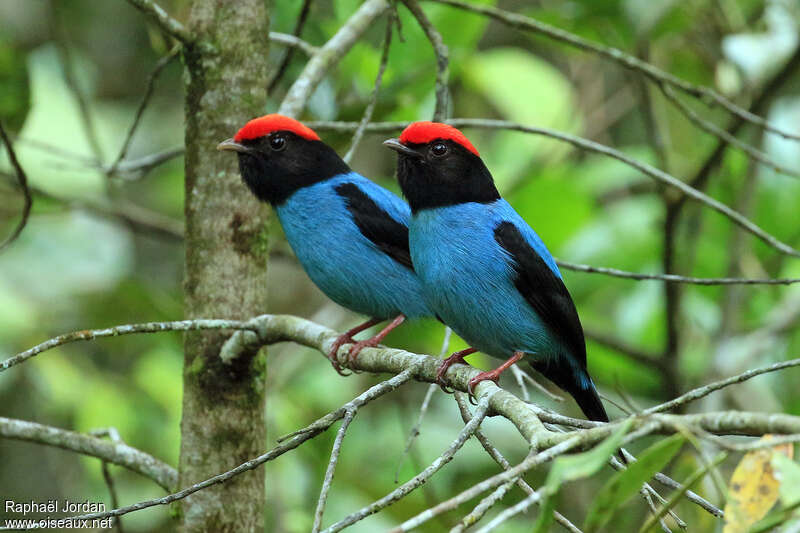 Blue Manakin male adult breeding, habitat, pigmentation