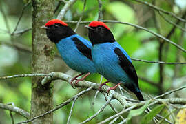 Blue Manakin