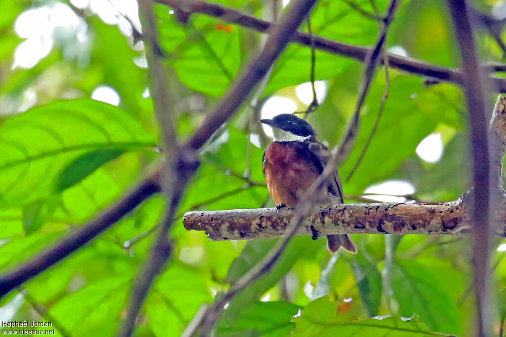 Manakin à moustaches mâle adulte, identification