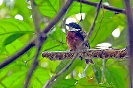 Flame-crested Manakin