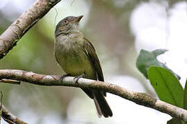 Saffron-crested Tyrant-Manakin