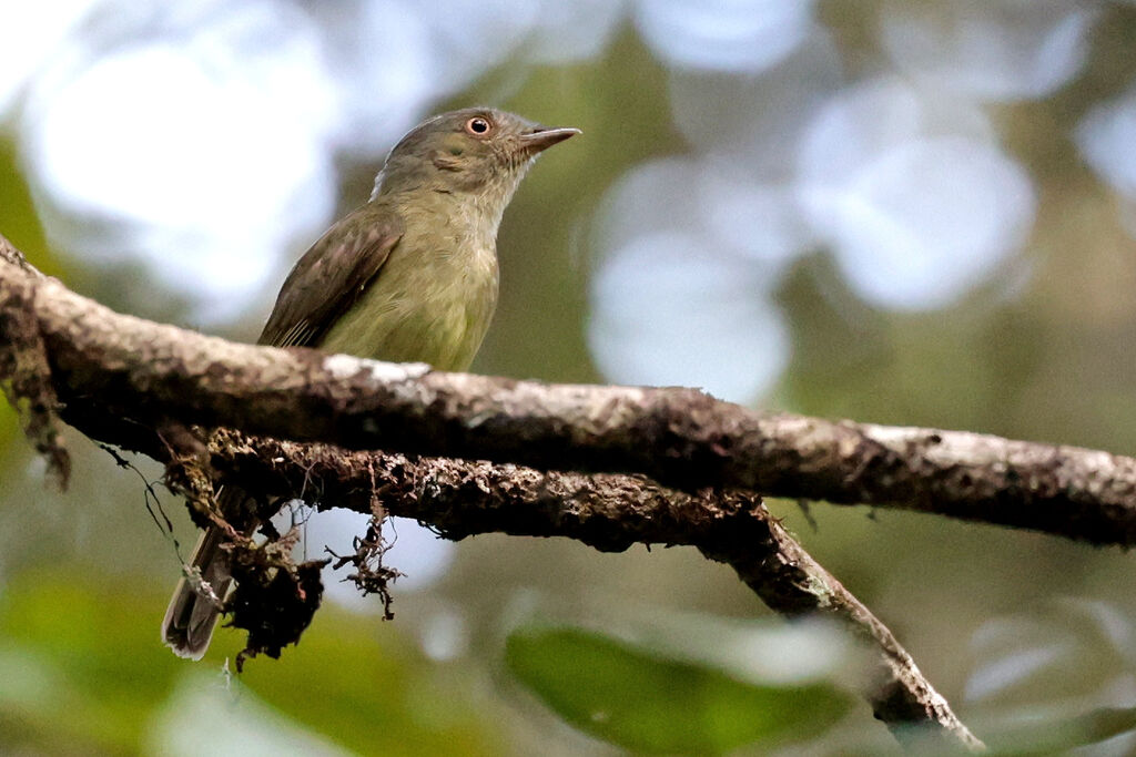 Manakin à panache doré