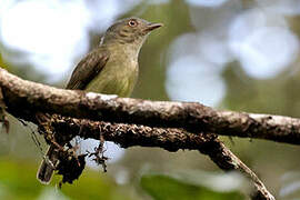 Saffron-crested Tyrant-Manakin