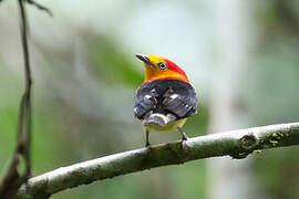 Band-tailed Manakin