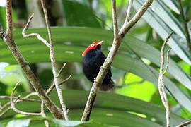 Round-tailed Manakin