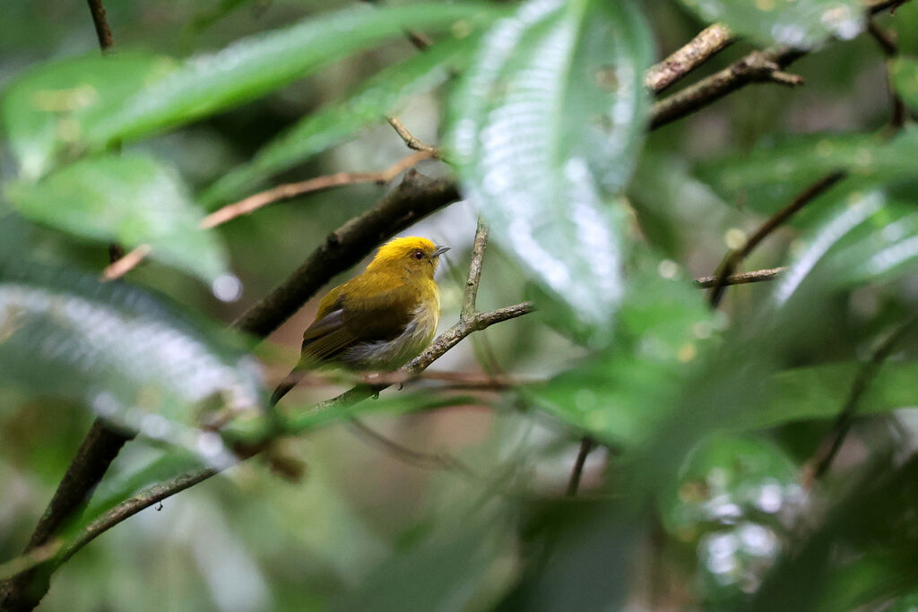 Manakin à tête jaune