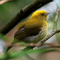 Manakin à tête jaune