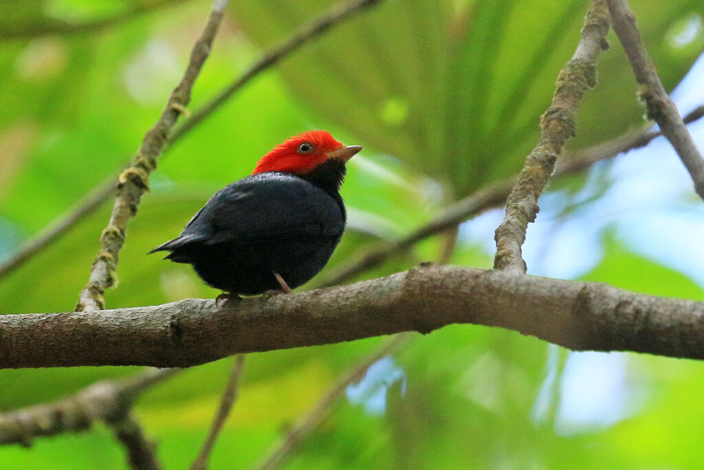 Manakin à tête rouge mâle adulte