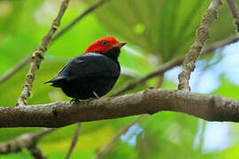 Manakin à tête rouge