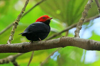 Manakin à tête rouge