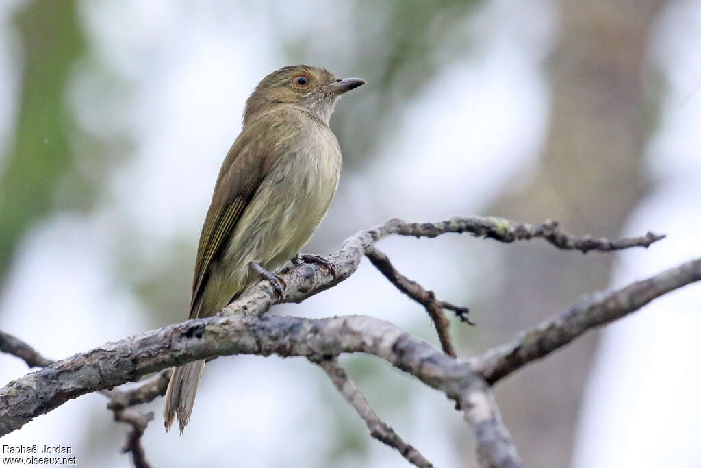 Manakin à ventre blancadulte, identification