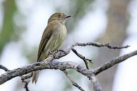 Pale-bellied Tyrant-Manakin