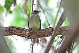 Sulphur-bellied Tyrant-Manakin